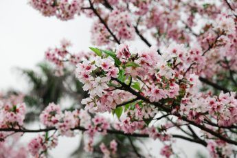 Cherry Blossoms in Washington D.C.