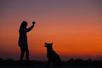 Dog Friendly Vacations