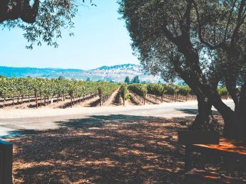 Things to do in Napa | CJE