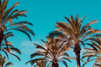 Things to do in California with CJE