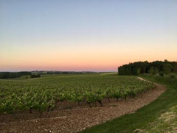 Vineyard